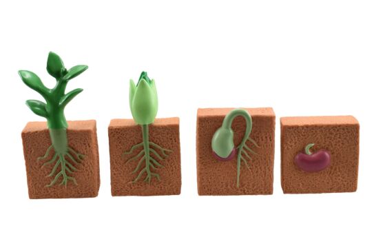 Ecolife Grün Set 4
